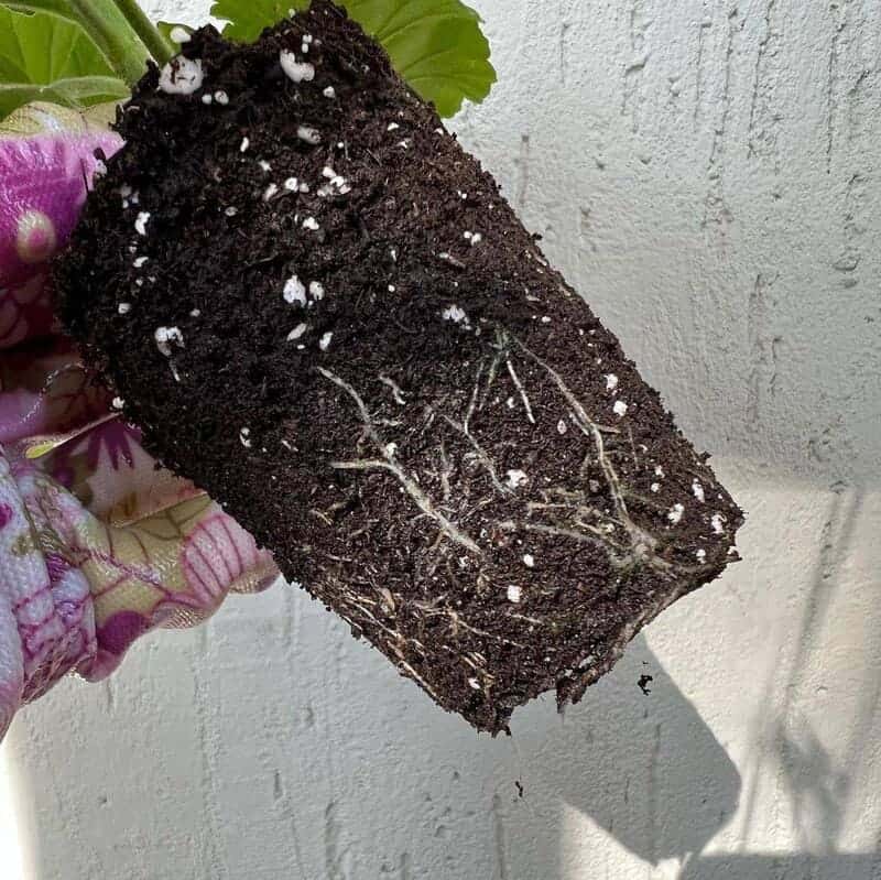 Sardinheira: a flor que sobrevive ao desleixo e ainda floresce o ano inteiro