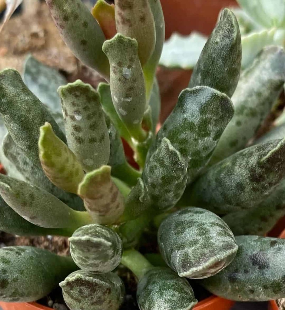 Essa suculenta parece a pata de uma tartaruga de verdade — e cultivo uma há anos na minha floricultura