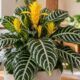 Afelandra tem folhas listradas que imitam zebra e flor que dura semanas: entenda como cultivar em casa