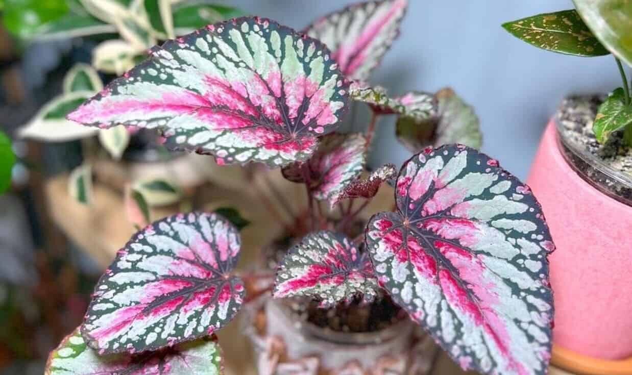 Por que a begônia rex é chamada de rainha das begônias: origem, cuidados e o erro que mata a planta