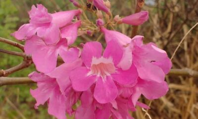 Cipó rosa: a trepadeira brasileira que vira ponto de encontro de abelhas e beija-flores no jardim