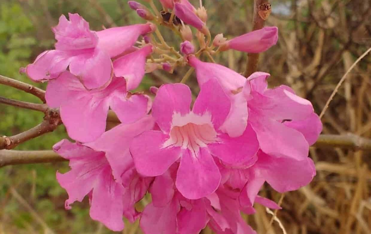 Cipó rosa: a trepadeira brasileira que vira ponto de encontro de abelhas e beija-flores no jardim