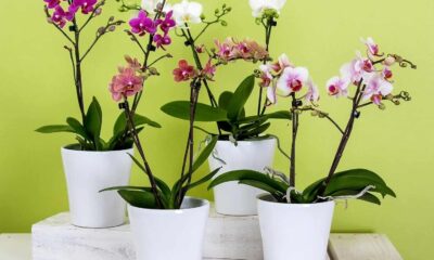 Cultivo de orquídea: o detalhe no vaso que muita gente ignora e compromete a floração
