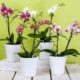 Cultivo de orquídea: o detalhe no vaso que muita gente ignora e compromete a floração