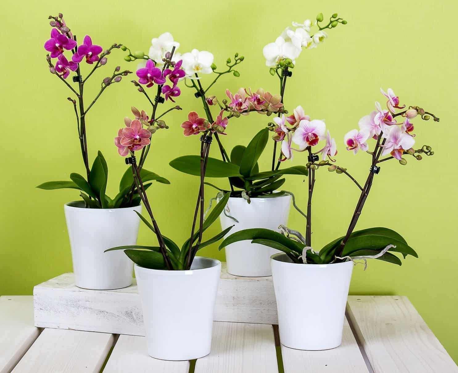 Cultivo de orquídea: o detalhe no vaso que muita gente ignora e compromete a floração