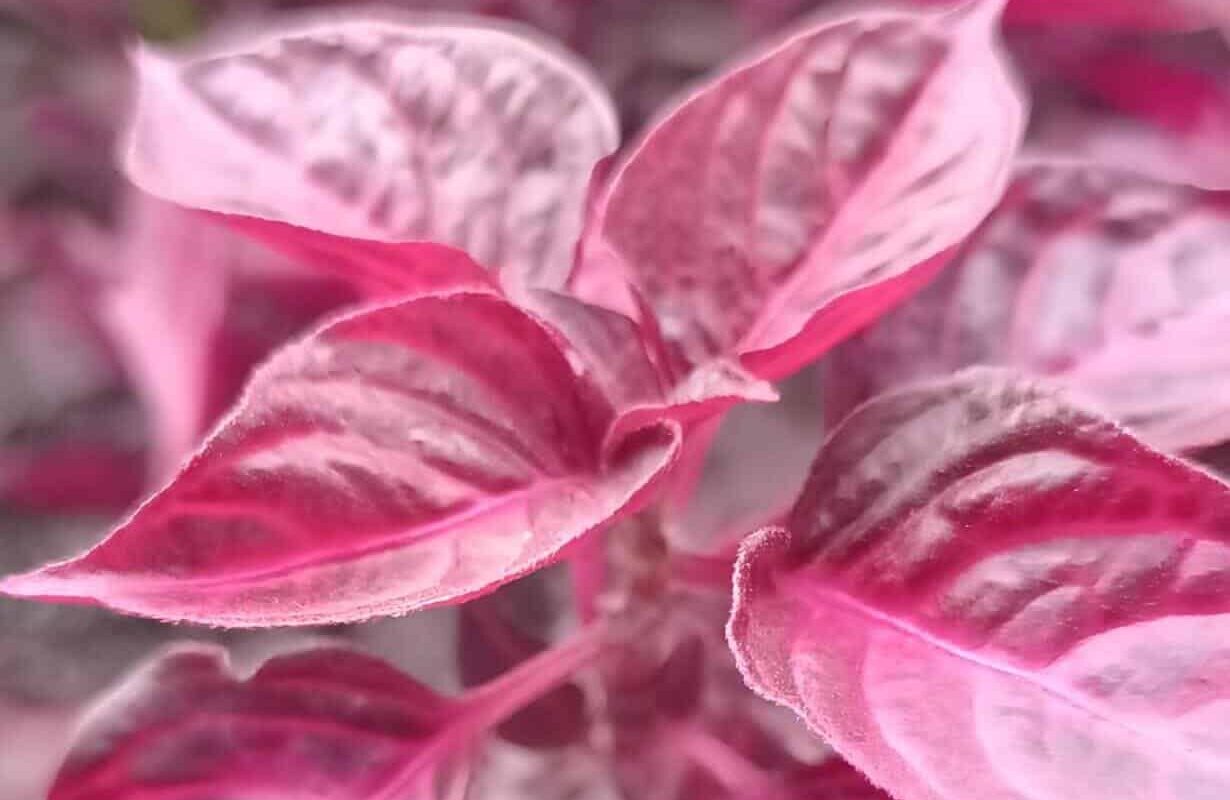 Ela se chama coração-magoado, mas é uma das plantas mais generosas que já cultivei