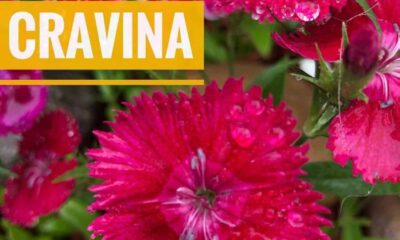 Por que a cravina virou a flor favorita de quem tem pouco tempo para cuidar do jardim