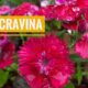 Por que a cravina virou a flor favorita de quem tem pouco tempo para cuidar do jardim