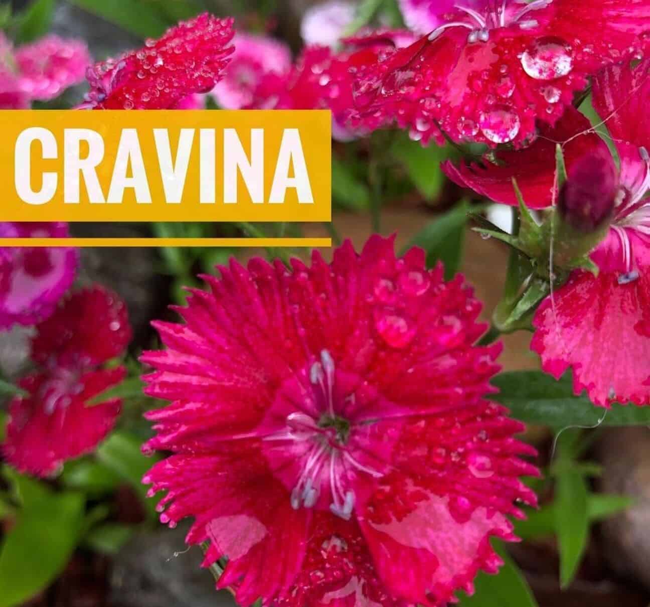 Por que a cravina virou a flor favorita de quem tem pouco tempo para cuidar do jardim