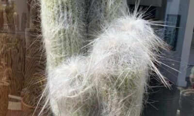 cacto cabelo de velho