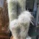 cacto cabelo de velho