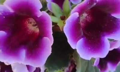cropped-gloxinia-poster.jpeg