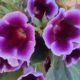 cropped-gloxinia-poster.jpeg