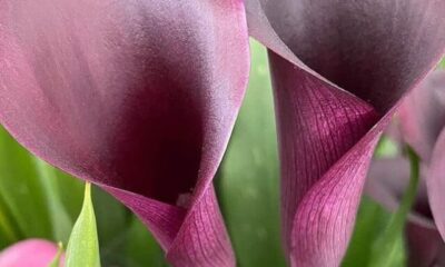 cropped-zantedeschia-3.jpg