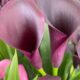 cropped-zantedeschia-3.jpg