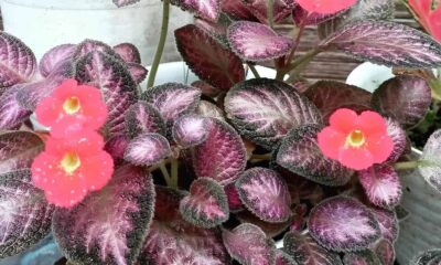 Por que chamo a Episcia cupreata de prima rebelde da violeta-africana?