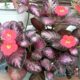 Por que chamo a Episcia cupreata de prima rebelde da violeta-africana?