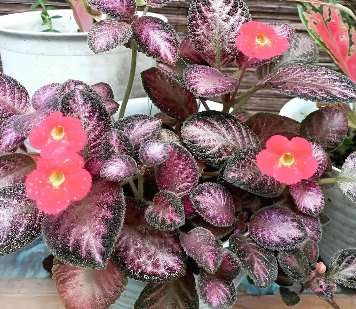 Por que chamo a Episcia cupreata de prima rebelde da violeta-africana?