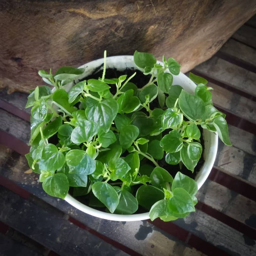 Essa plantinha delicada que cresce sozinha é uma PANC rica em potássio: veja como usar no dia a dia