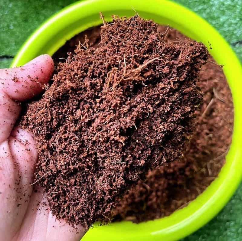 Por que a fibra de coco é o melhor amigo das suas plantas (e do meio ambiente)?