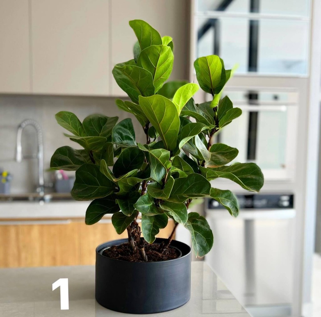 A figueira que vira árvore de 15 metros na África e planta de vaso na sua sala