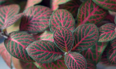 Fitônia: a planta que troca flores chamativas por folhas coloridas e ainda vive bem na sombra