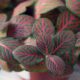 Fitônia: a planta que troca flores chamativas por folhas coloridas e ainda vive bem na sombra