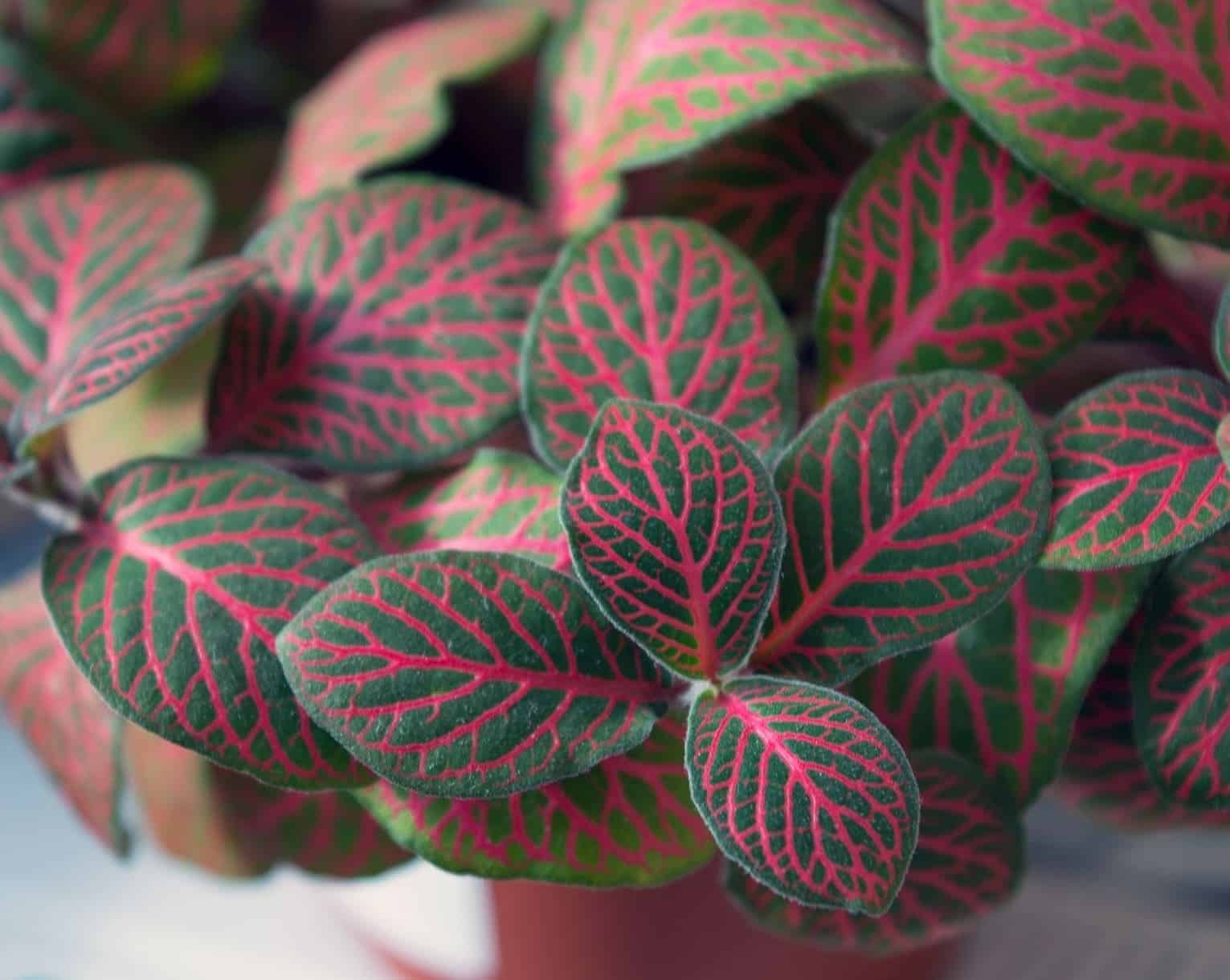Fitônia: a planta que troca flores chamativas por folhas coloridas e ainda vive bem na sombra