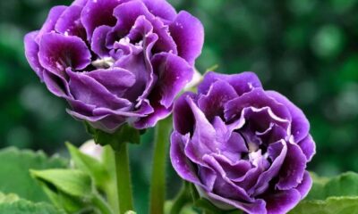 Gloxínia: a flor brasileira que conquistou o mundo sem nunca ter sido uma gloxínia de verdade