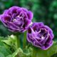 Gloxínia: a flor brasileira que conquistou o mundo sem nunca ter sido uma gloxínia de verdade