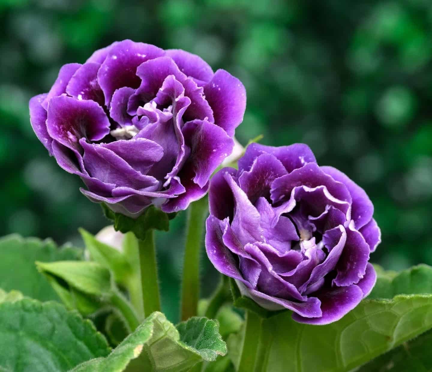 Gloxínia: a flor brasileira que conquistou o mundo sem nunca ter sido uma gloxínia de verdade