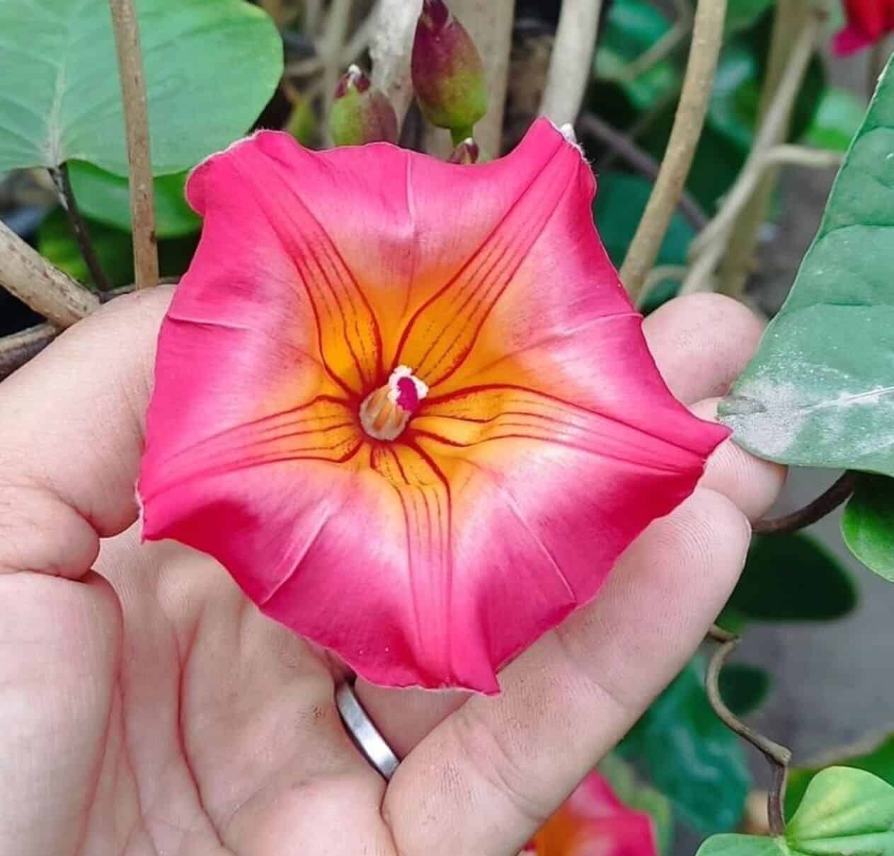 Ipoméia africana: a trepadeira que cresce até 10 metros e floresce quase o ano inteiro em formato de sino
