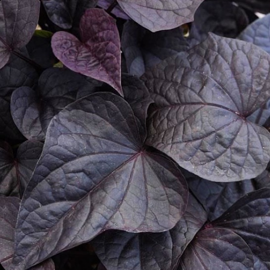 Ipomoea Black: a trepadeira de folhas quase pretas que transforma o visual do jardim