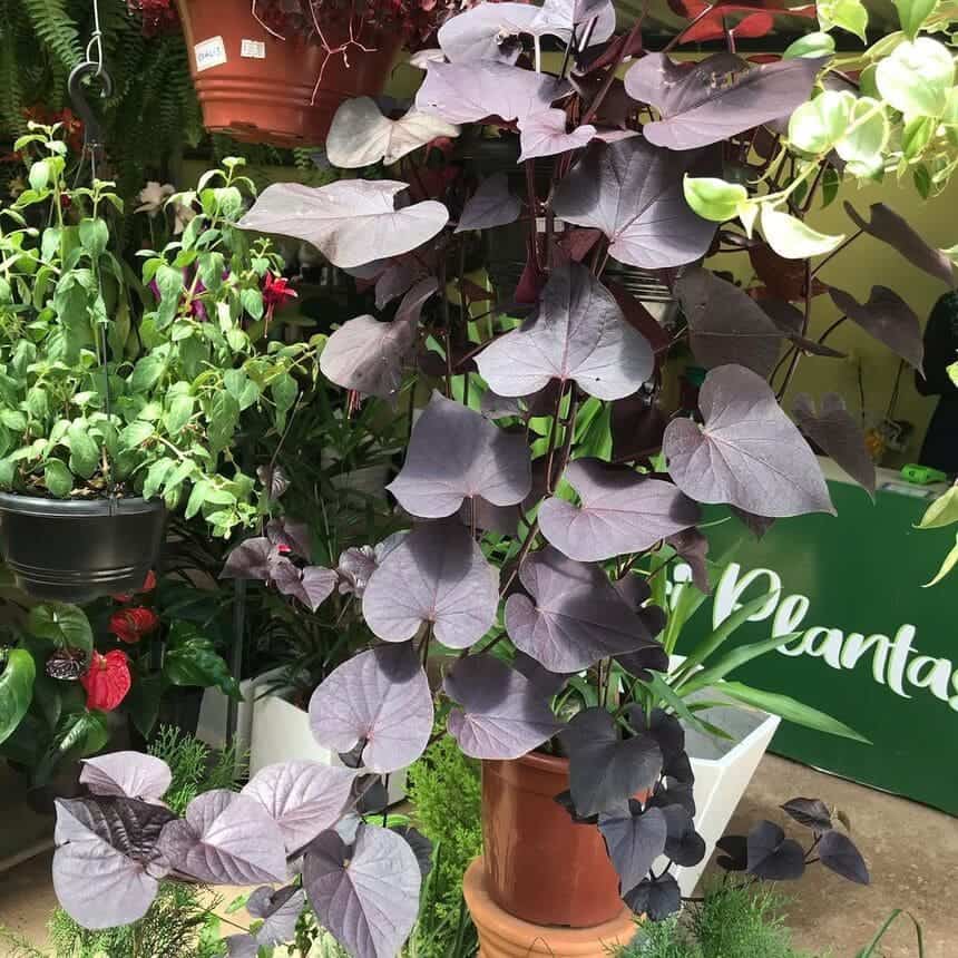 Ipomoea Black: a trepadeira de folhas quase pretas que transforma o visual do jardim