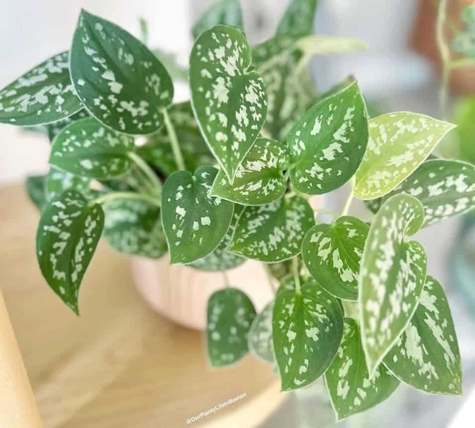 Jibóia-prateada: a trepadeira de folhas prateadas que é fácil de cuidar e encanta qualquer ambiente