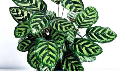 Maranta Pavão: por que essa planta abre e fecha as folhas como se estivesse "rezando"?