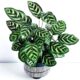 Maranta Pavão: por que essa planta abre e fecha as folhas como se estivesse "rezando"?