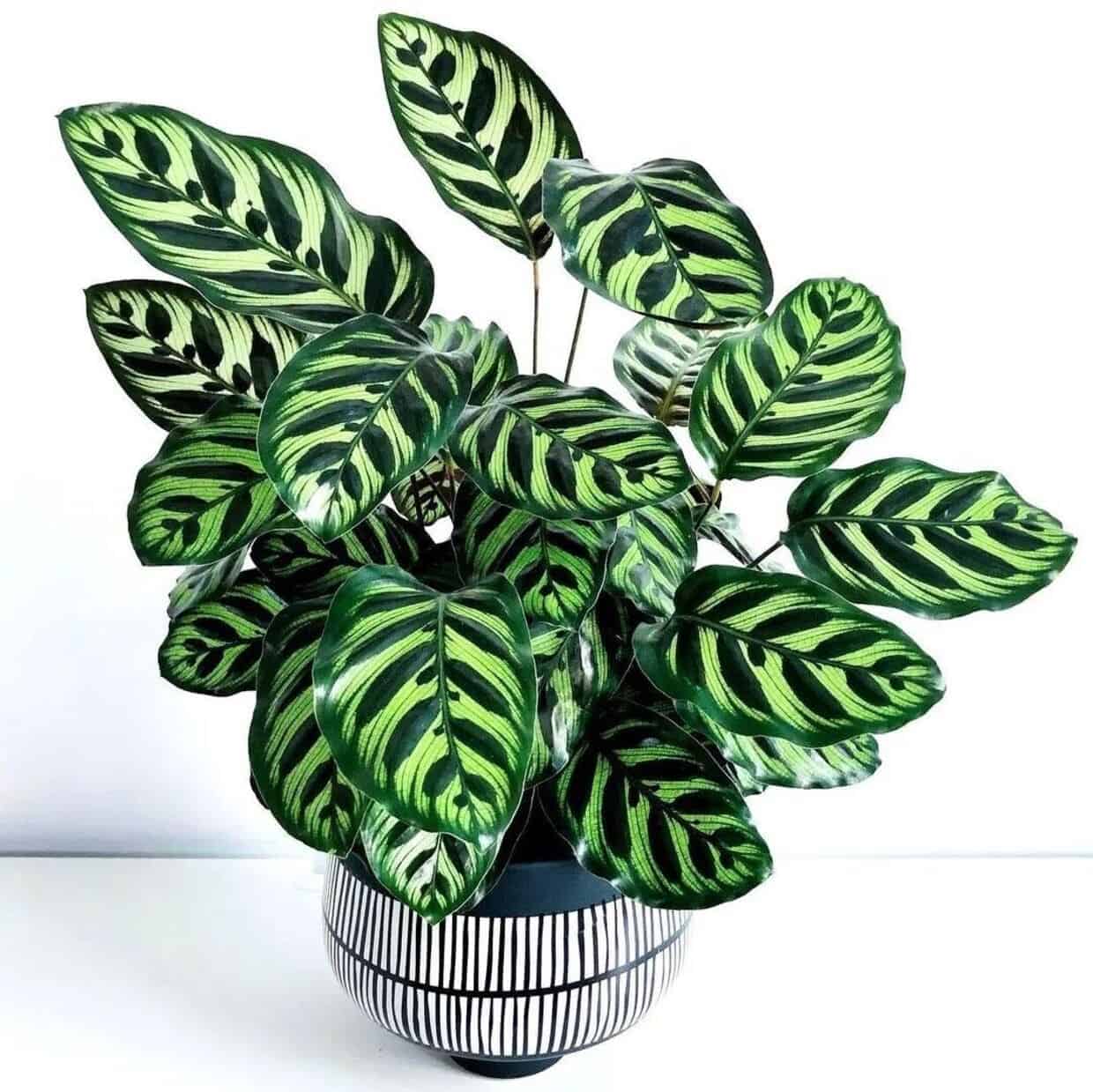 Maranta Pavão: por que essa planta abre e fecha as folhas como se estivesse "rezando"?