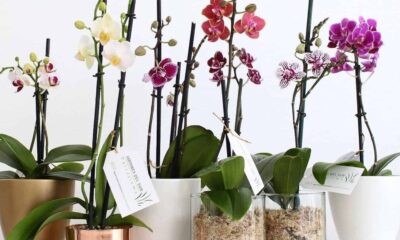 O erro que mata mais orquídea do que a falta de água
