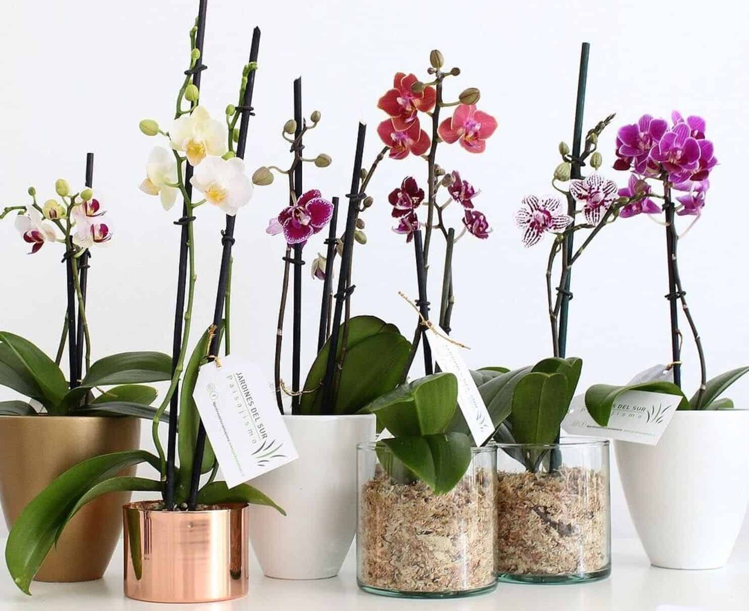 O erro que mata mais orquídea do que a falta de água