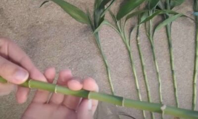 Um corte e um copo de água: saiba como propagar o bambu da sorte
