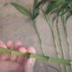 Um corte e um copo de água: saiba como propagar o bambu da sorte