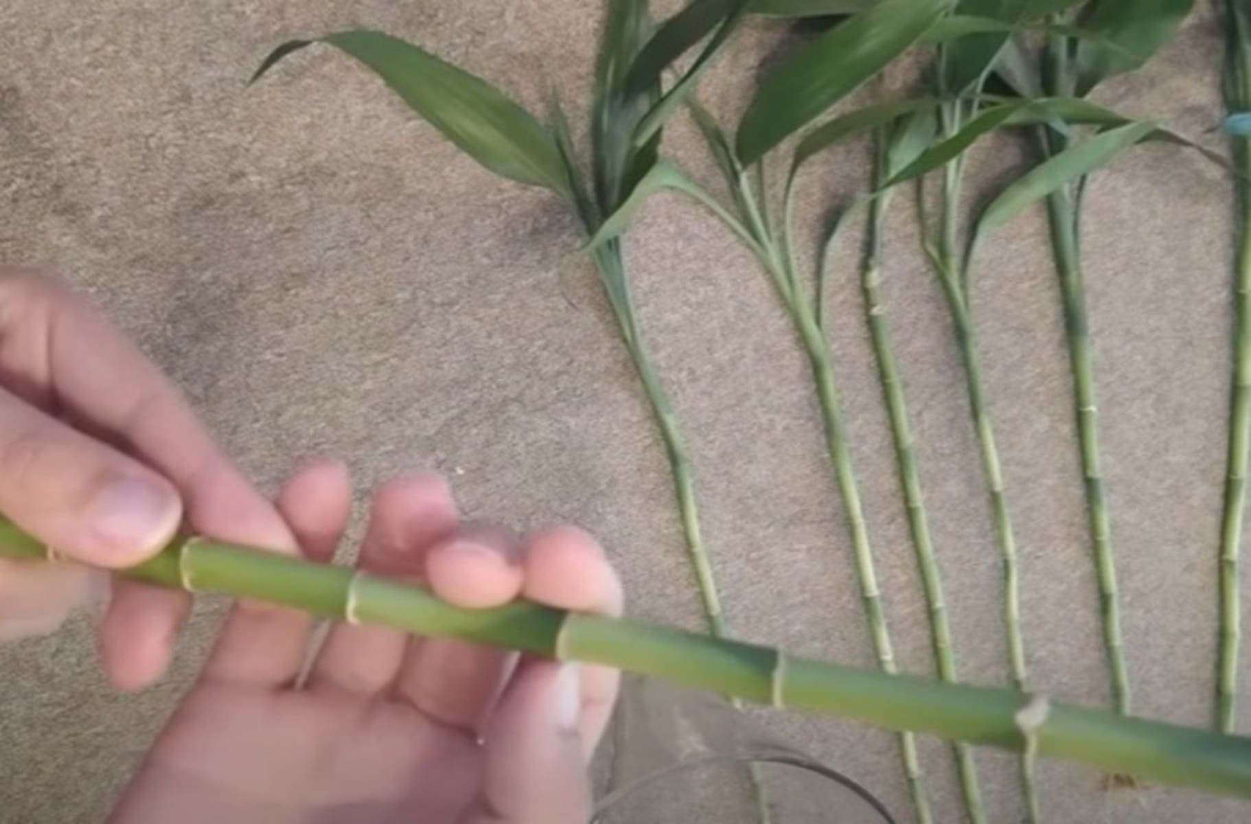 Um corte e um copo de água: saiba como propagar o bambu da sorte