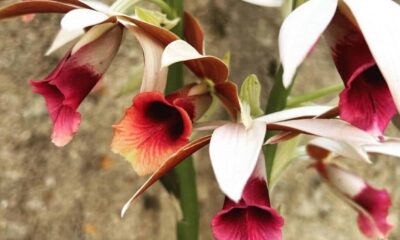 Orquídea capuz de freira: como cuidar da terrestre mais fácil de cultivar