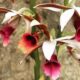 Orquídea capuz de freira: como cuidar da terrestre mais fácil de cultivar
