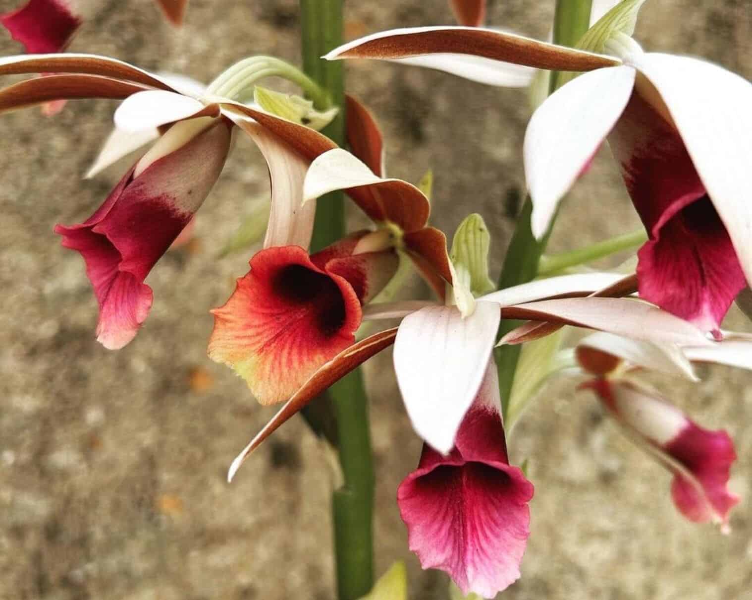 Orquídea capuz de freira: como cuidar da terrestre mais fácil de cultivar