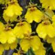 Chuva-de-ouro (Oncidium Aloha): o híbrido que prova que orquídea não precisa de estufa para florescer bem
