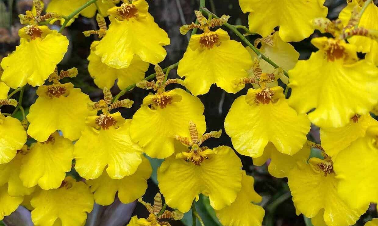 Chuva-de-ouro (Oncidium Aloha): o híbrido que prova que orquídea não precisa de estufa para florescer bem