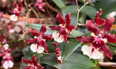 Oncidium Sharry Baby: a orquídea que cheira a chocolate e pode florescer com até 100 flores em uma única haste