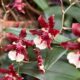Oncidium Sharry Baby: a orquídea que cheira a chocolate e pode florescer com até 100 flores em uma única haste